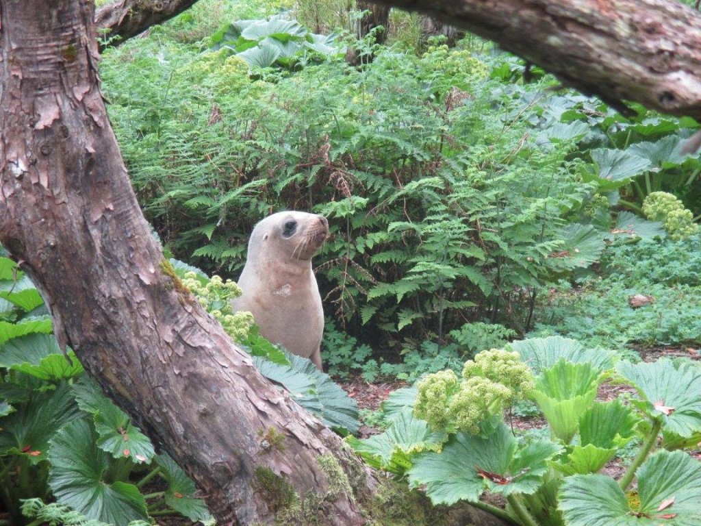 Female sea lion in the Rata forest