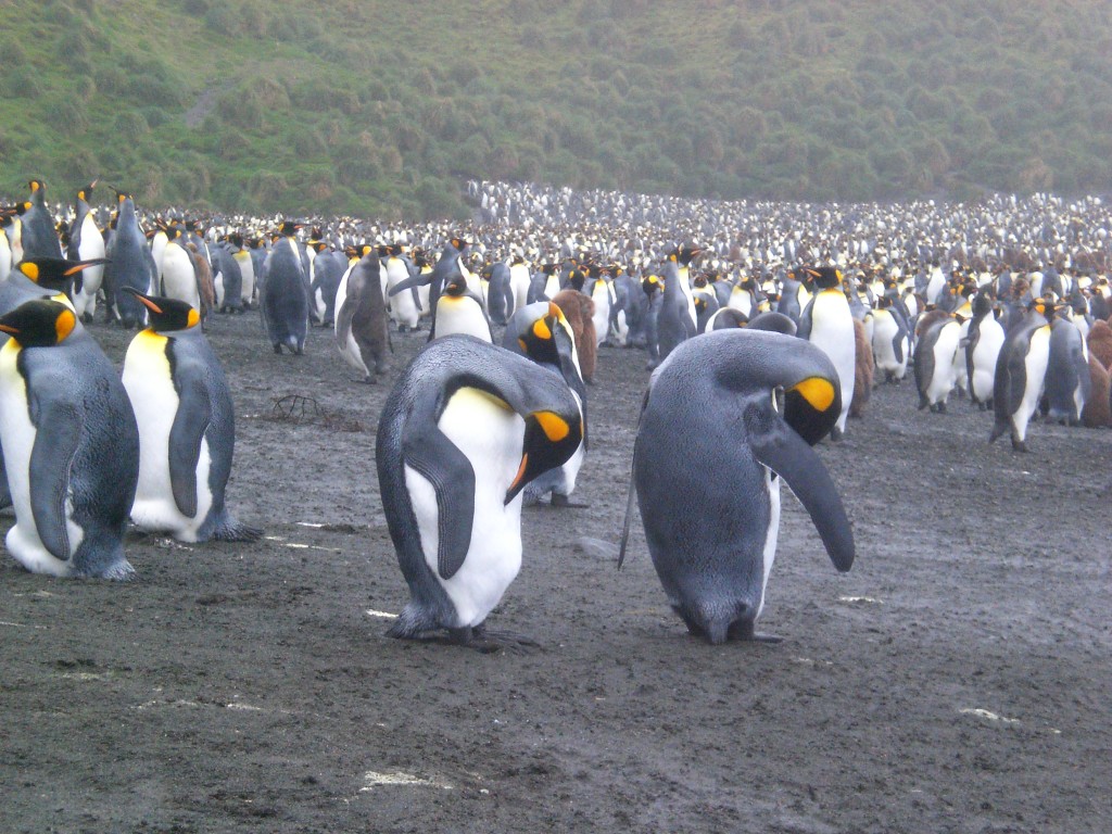 Hundreds and thousands of King penguins on the beach at Sandy Bay