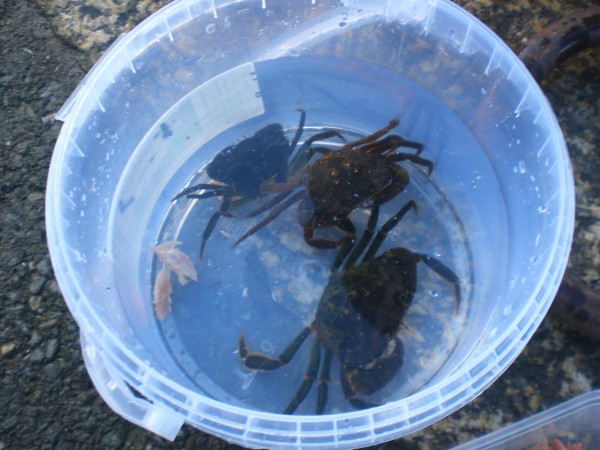 The crabs I caught with Morgan