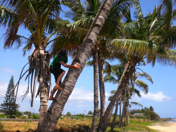 Me attempting to climb a coconut tree to get the coconuts at the top. Its harder than it looks!