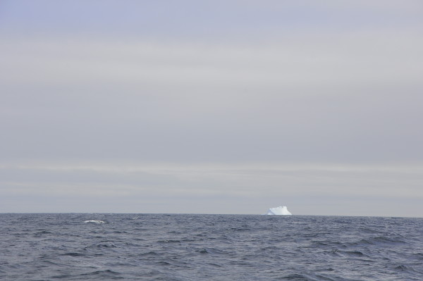 Always exciting to see your first ice berg on a trip!
