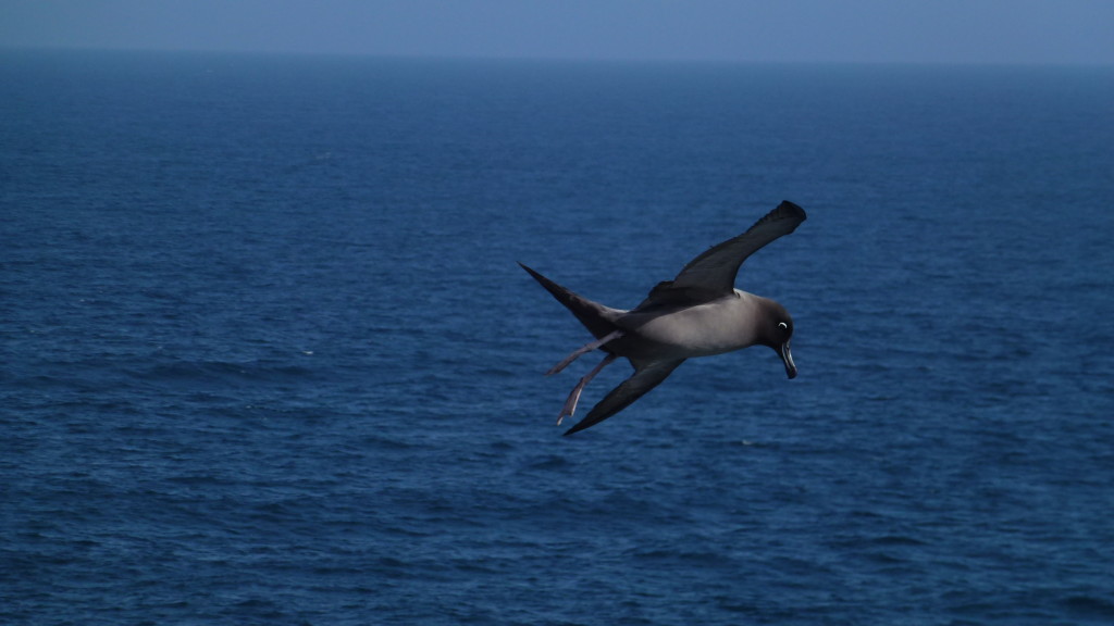 Light Mantled Sooty Albatross soaring above the cliffs 