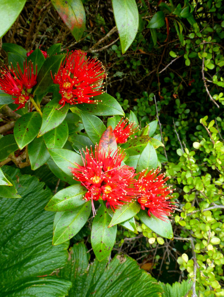 Southern Rata flowers