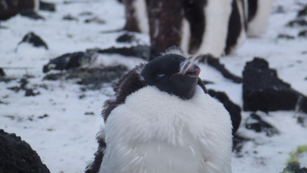 Molting Edelie Penguin