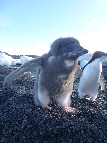 Fluffy Edelie Penguins