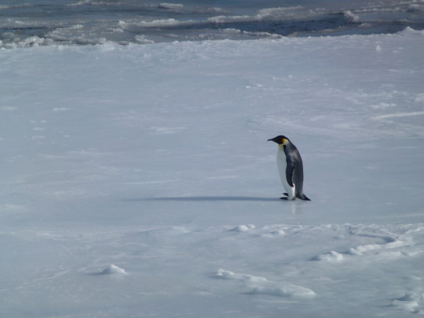 Our first Emperor Penguin on an Ice flow
