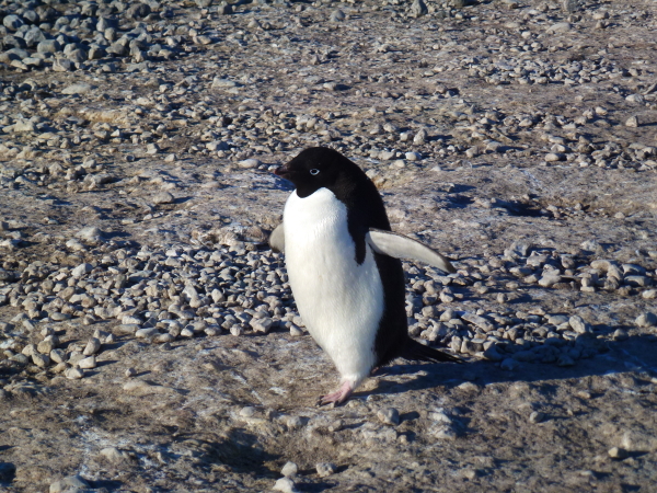 Edelie Penguin