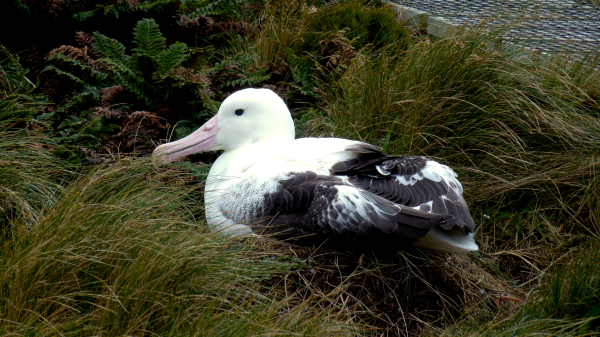 Southern Royal Albatross on its nest