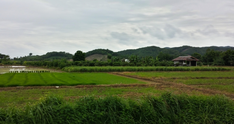 Northern Thailand Rice Fields