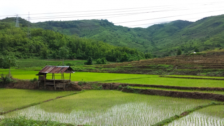 Laos Rice Fields