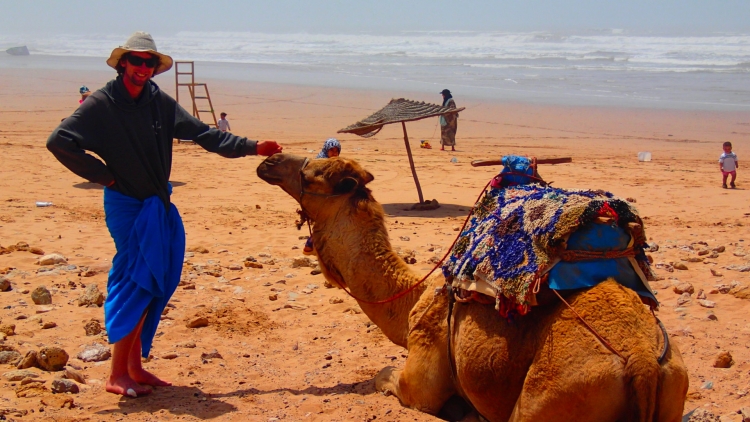 Moroccan Camel